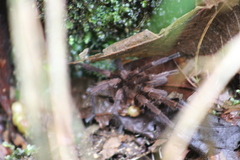 Theraphosinae