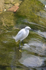 Egretta garzetta