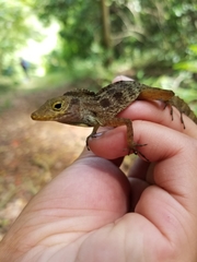 Anolis gundlachi