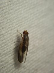 Peplomyza