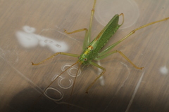 Meconema thalassinum