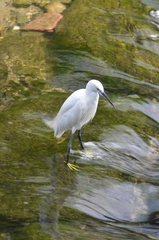 Egretta garzetta