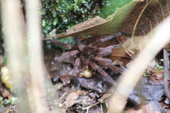 Theraphosinae