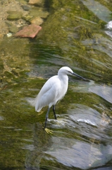 Egretta garzetta