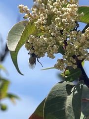 Tiphiinae