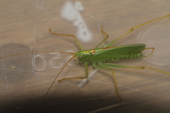 Meconema thalassinum