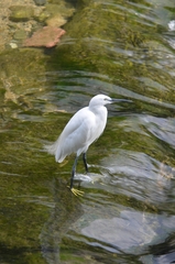 Egretta garzetta