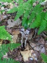Monotropa uniflora