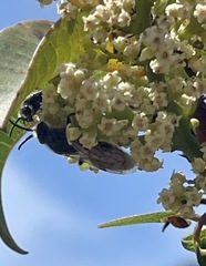 Tiphiinae