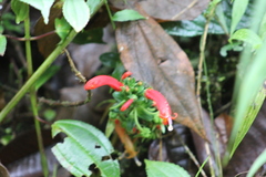 Centropogon granulosus