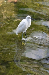 Egretta garzetta