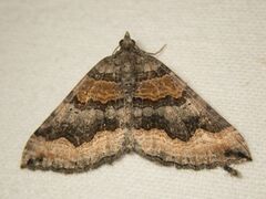 Scotopteryx