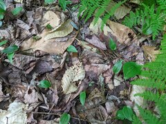 Maianthemum canadense