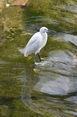 Egretta garzetta