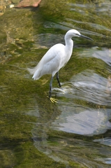 Egretta garzetta