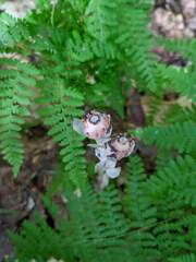 Monotropa uniflora
