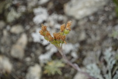Jacobaea incana