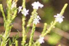 Lythrum alatum lanceolatum