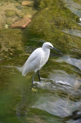Egretta garzetta