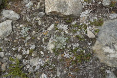 Jacobaea incana