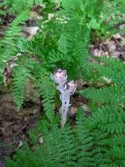 Monotropa uniflora