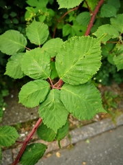 Rubus bifrons