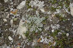 Jacobaea incana