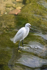 Egretta garzetta