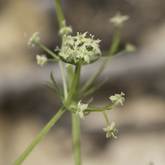 Galium triflorum