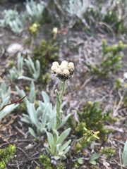 Antennaria lanata