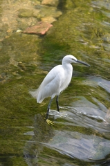 Egretta garzetta