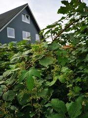 Rubus bifrons