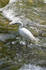 Egretta garzetta