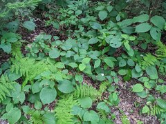 Viburnum lantanoides