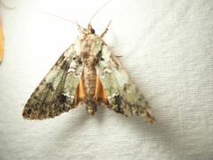 Polyphaenis sericata