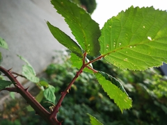 Rubus bifrons