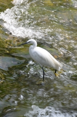 Egretta garzetta