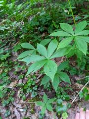 Medeola virginiana