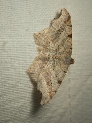 Macaria alternata