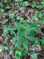 Medeola virginiana