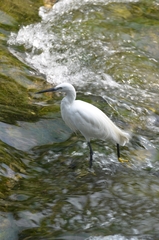 Egretta garzetta