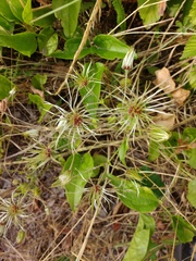 Clematis vitalba