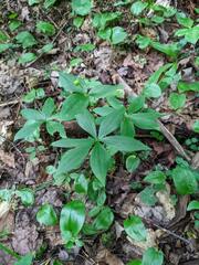 Medeola virginiana