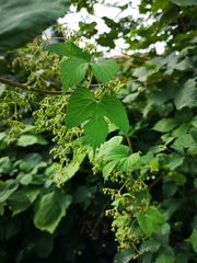Humulus lupulus