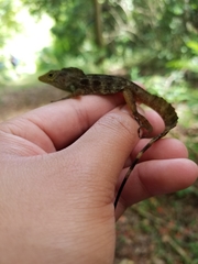 Anolis gundlachi