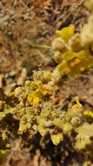 Verbascum sinaiticum