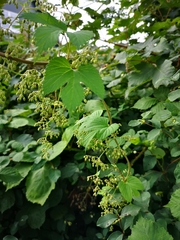 Humulus lupulus