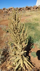 Verbascum sinaiticum