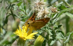 Ochlodes sylvanoides