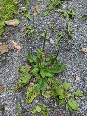 Plantago major